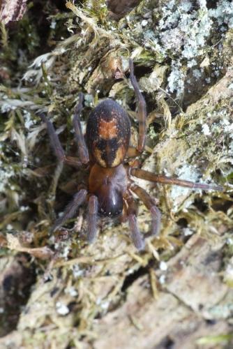 Réf. 222 986 : Amaurobius sp.